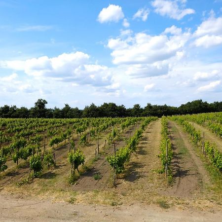 Agriturismo Vigna Sul Lago Montefiascone Kültér fotó