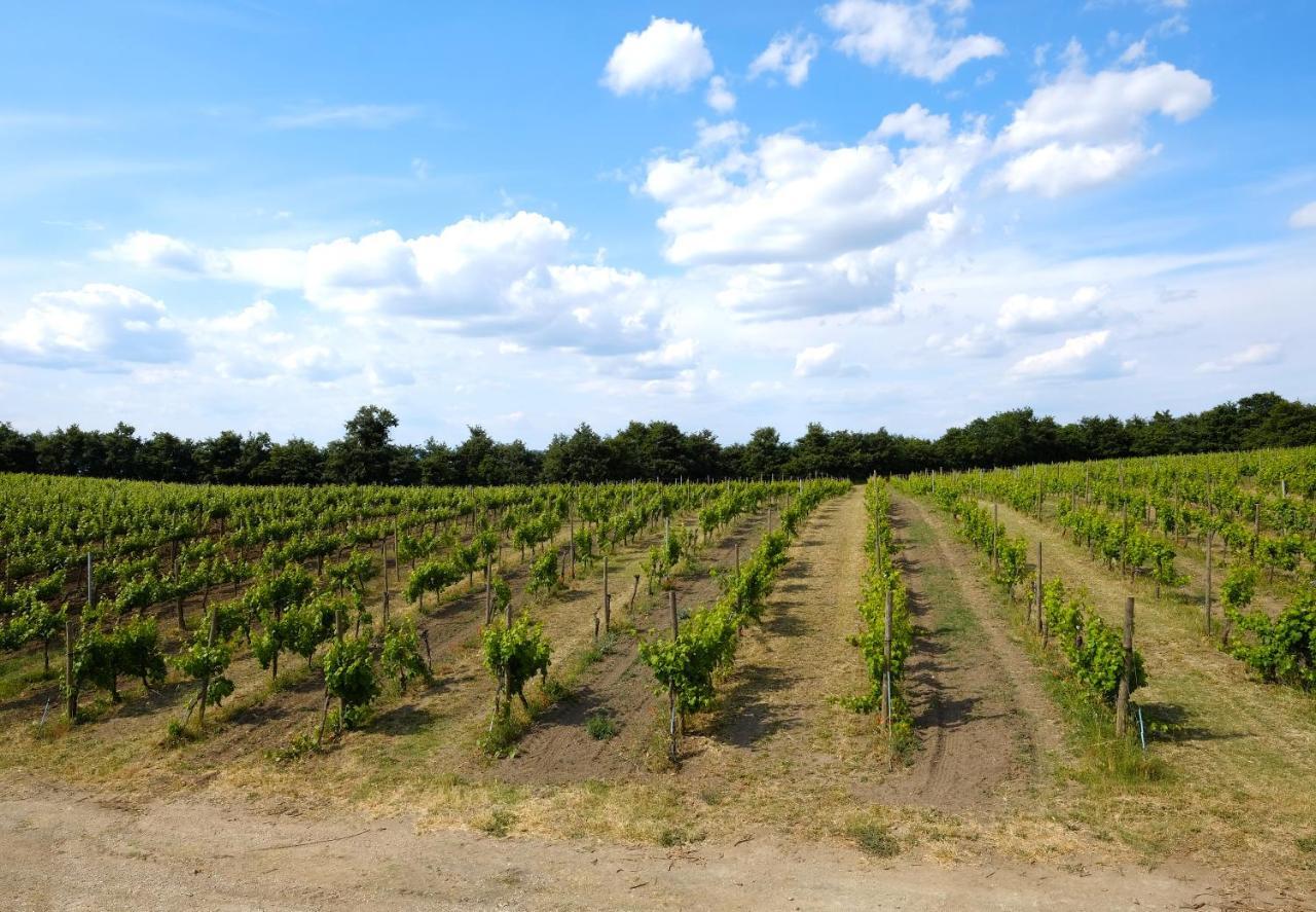 Agriturismo Vigna Sul Lago Montefiascone Kültér fotó